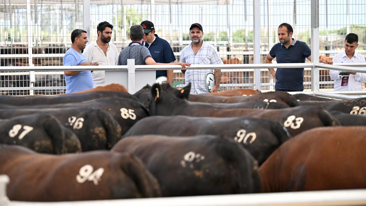 Hayvancılıkta üreticilere yem desteği